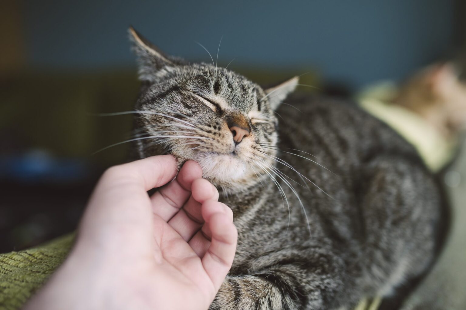 猫がゴロゴロ言うって英語でなんて言うの？【猫関連英語】 本気イングリッシュ